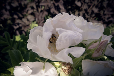 Insect on white flower