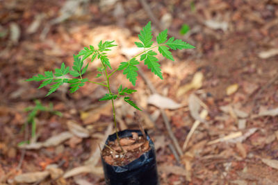 High angle view of potted plant on field