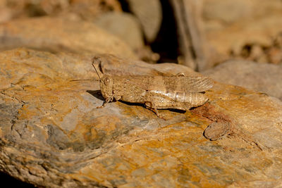 Close-up of grasshopper on rock