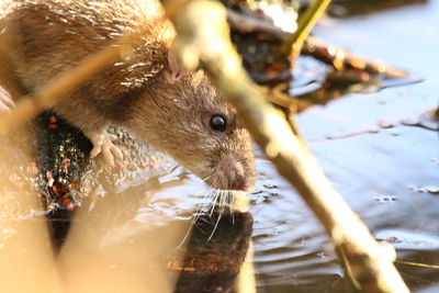 Close-up of squirrel