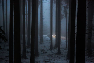 Car driving through the dark forest in winter