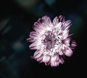 Close-up of pink flower