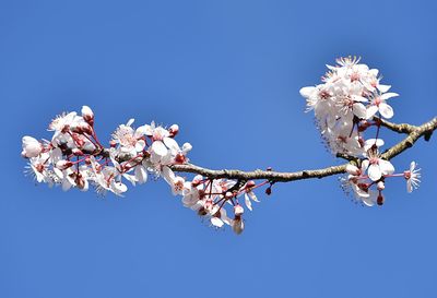 Low angle view of flower tree against clear sky