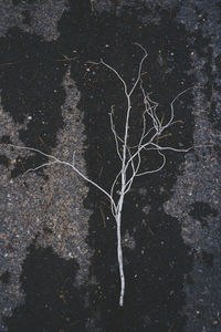 Close-up of plant against black background