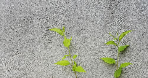 Full frame shot of leaf