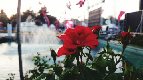 Close-up of red flowers blooming outdoors