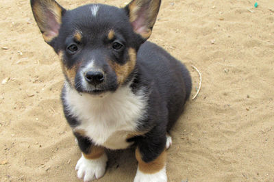 High angle portrait of pembroke welsh corgi puppy sitting on field