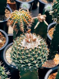 High angle view of succulent plants in pot