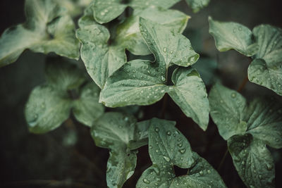 Close-up of water drops on leaves