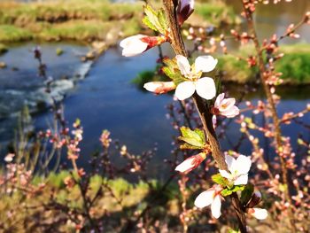 Close-up of white cherry blossoms in spring