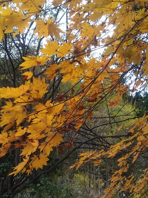 autumn, change, leaf, nature, leaves, tree, branch, growth, yellow, beauty in nature, day, maple tree, no people, outdoors, plant, close-up, maple