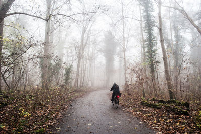 Rear view of people walking on pathway in forest