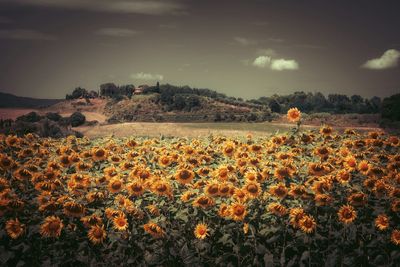 Scenic view of flowering plants on field against sky