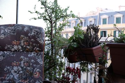 Potted plants in yard against house