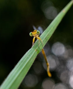 Portrait of damselfly on green grass