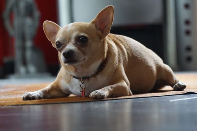 Close-up portrait of dog