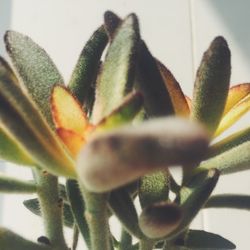 Close-up of cactus flower