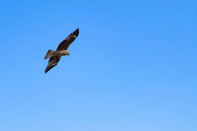 Low angle view of eagle flying in sky