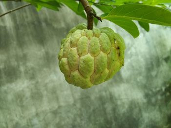 Close-up of fruit on plant