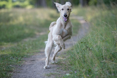 Dog on field