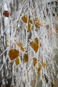 Close-up of frozen tree