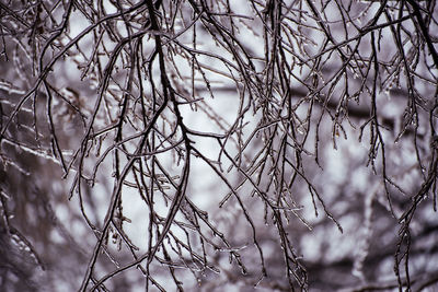 Close-up of bare tree branches during winter