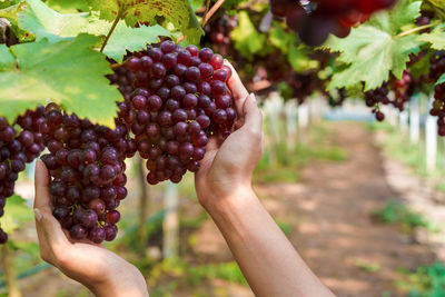 Midsection of person holding fruits