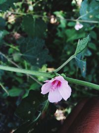 Close-up of pink flowering plant