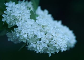 Close-up of hydrangea blooming against black background