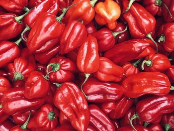 Full frame shot of red hot peppers
