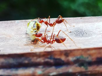 Close-up of insect on wood