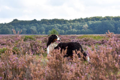 Dog on flower tree against sky