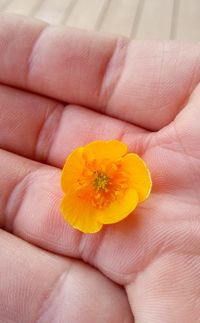 Close-up of hand holding yellow flower