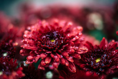 Close-up of red flowers