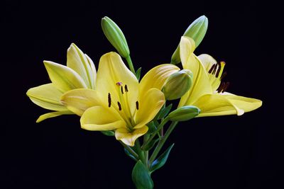 Close-up of flower against black background
