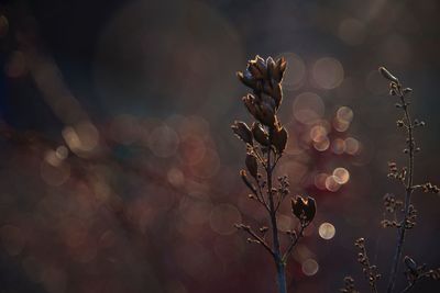 Close-up of plant against blurred background