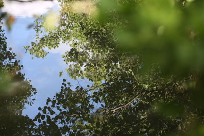 Low angle view of plants against sky