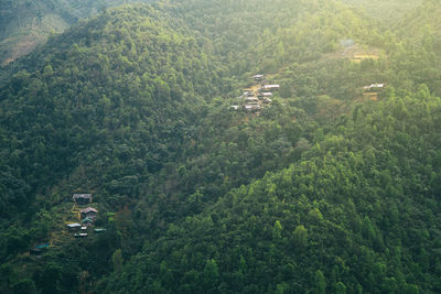 High angle view of trees and plants on land