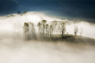 Trees amidst fog during sunset