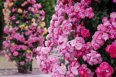 Close-up of pink rose plant