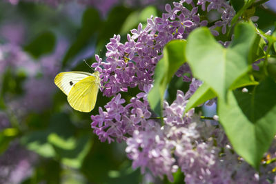 Close-up of butterfly pollinating on purple flower