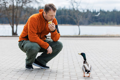 A man feeds a duck from his hands in a city park. the funny duck cheers up