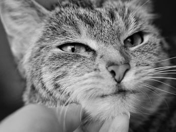 Close-up of hand holding cat