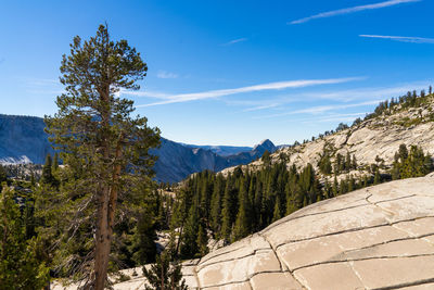 Scenic view of trees and mountains against blue sky