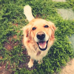 High angle portrait of golden retriever sitting on grass