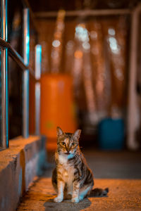 Portrait of cat sitting on floor