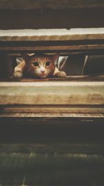 Portrait of cat