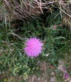 High angle view of purple thistle blooming on field