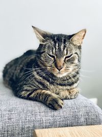 Close-up of cat resting against wall