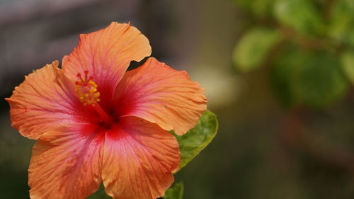 Close-up of orange hibiscus flower